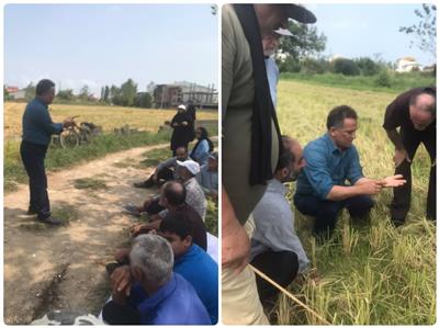كارگاه آموزشی برداشت مكانیزه برنج در روستای كوركورسر شهرستان نوشهر برگزار شد