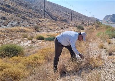 تلاش پژوهشگران مركز تحقیقات بوشهر برای تكثیر گیاهان خوش‌خوراك مرتعی