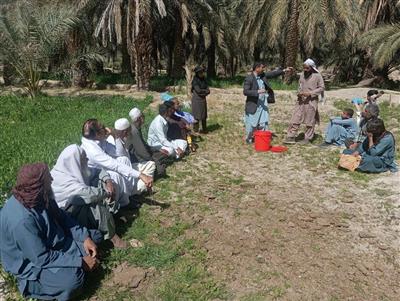 برگزاری پروژه آموزشی اجرایی بسیج سازندگی با عنوان مبارزه با سوسك سرخرطومی حنایی خرما در  سیستان و بلوچستان