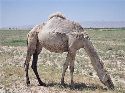 شتر ذبه (دشتی) ذخیره ژنتیكی ارزشمند و راهكار مقابله با بحران خشكسالی در جنوب كشور