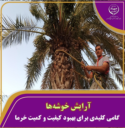 گامی كلیدی برای بهبود كیفیت و كمیت خرما
